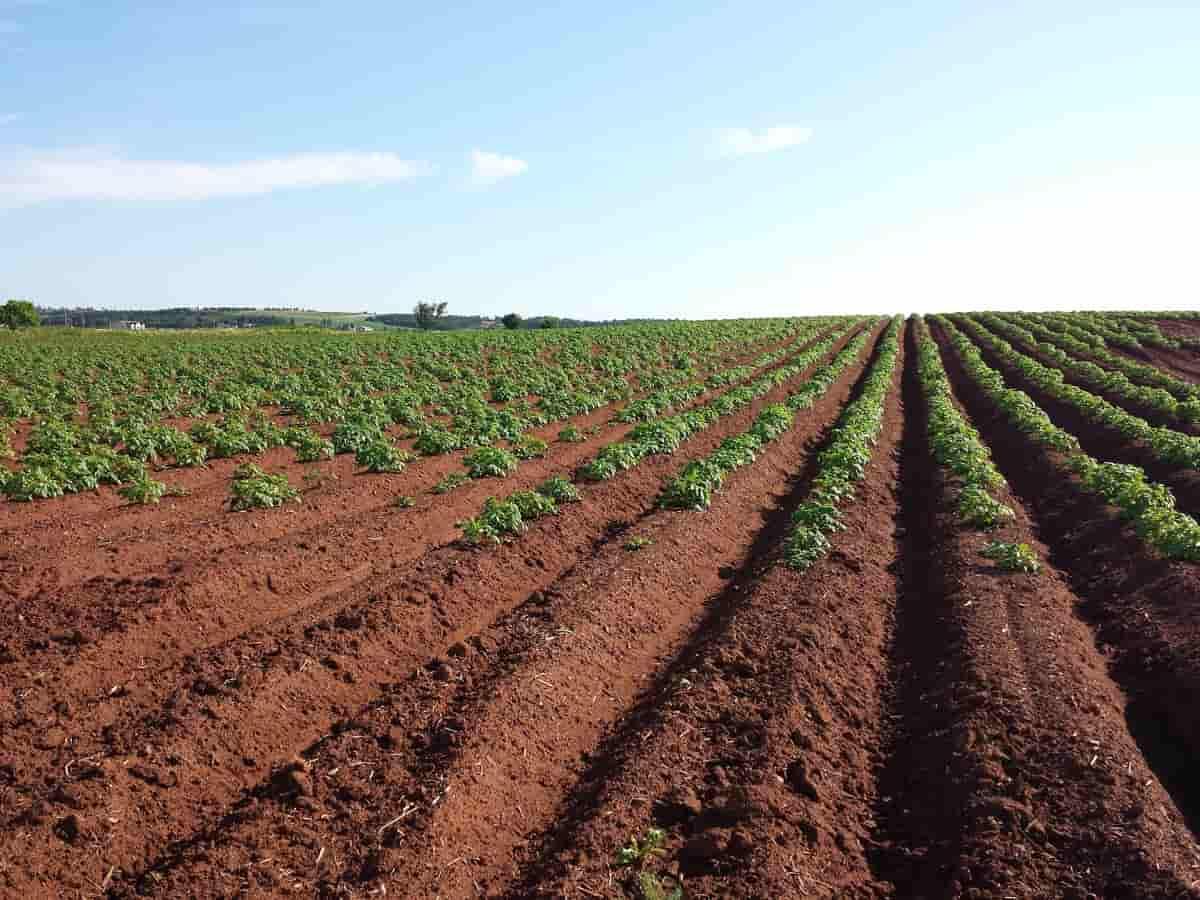 Agricultural Land